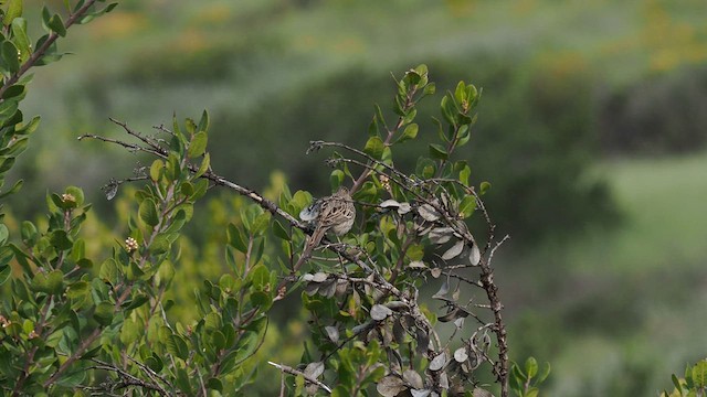 Vesper Sparrow - ML617061864