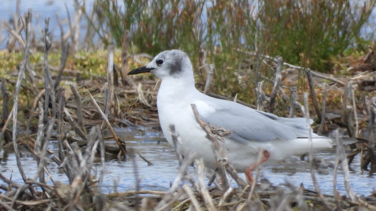 kanadahettemåke - ML617061908