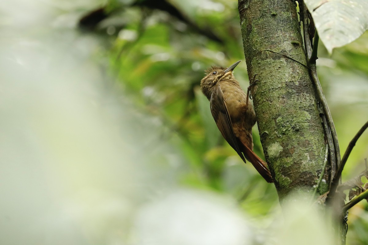 Tawny-winged Woodcreeper - Paul Bonfils