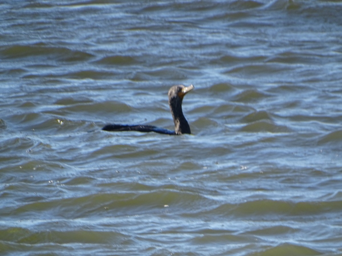 Double-crested Cormorant - ML617061958