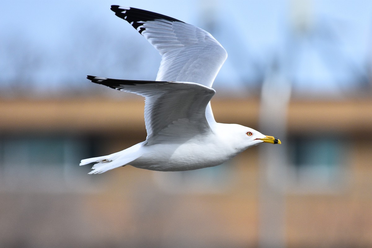 Ring-billed Gull - ML617061974