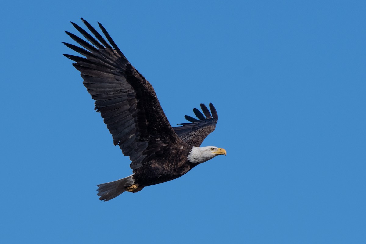 Bald Eagle - ML617061997