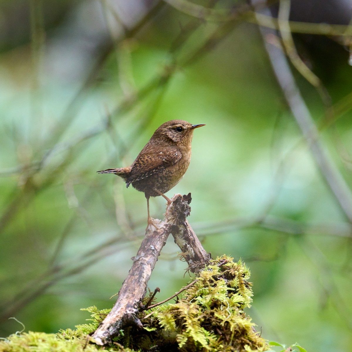 Pacific Wren - Frank Lospalluto