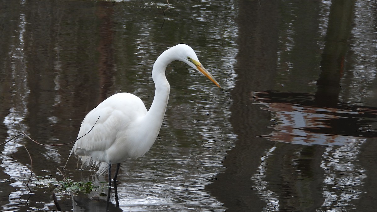 Great Egret - ML617062057