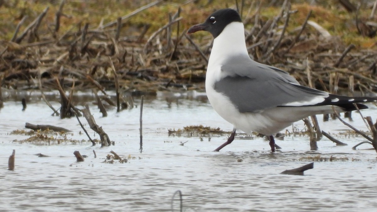 Gaviota Guanaguanare - ML617062128