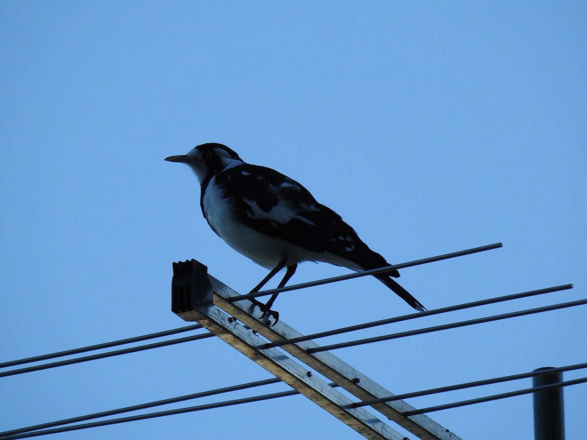 Magpie-lark - Monica Mesch