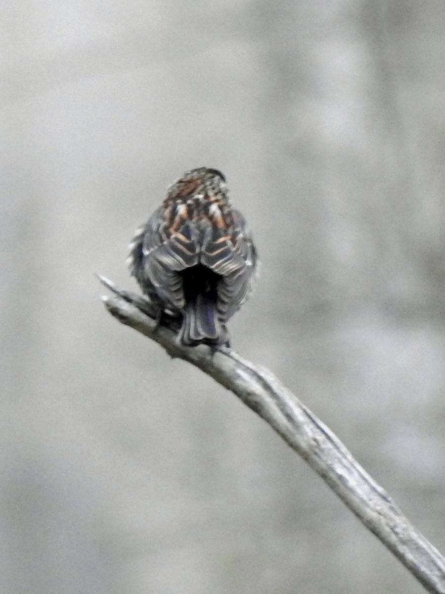 Red-winged Blackbird - ML617062132