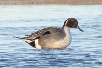 Northern Pintail - ML617062149