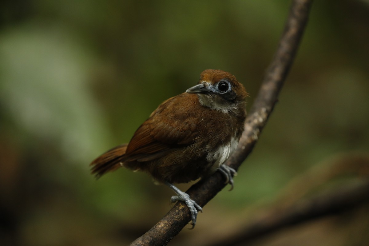 Bicolored Antbird - ML617062155