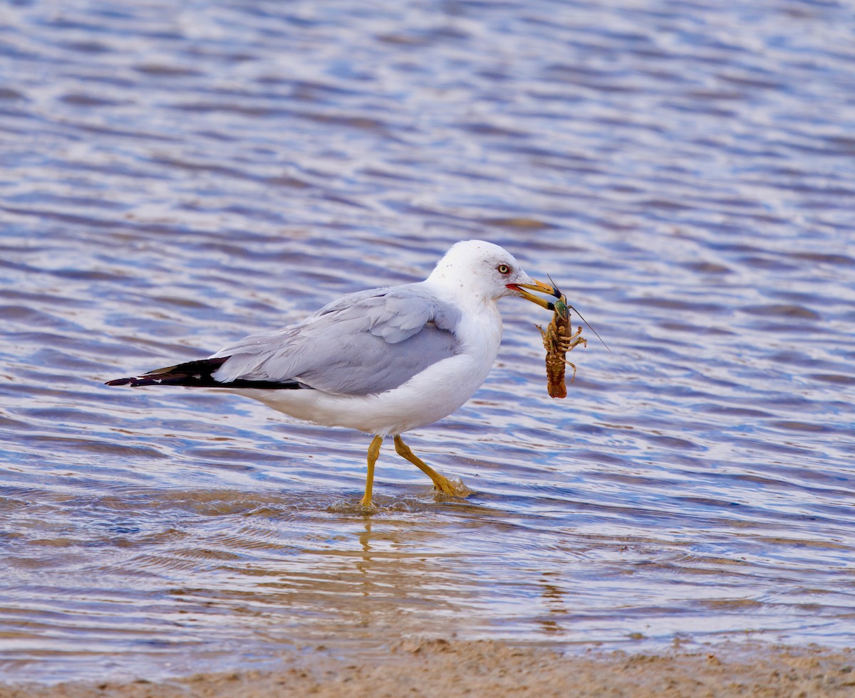 Ring-billed Gull - ML617062163