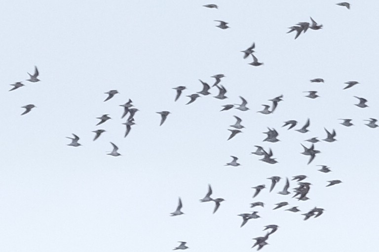 Pectoral Sandpiper - ML617062184