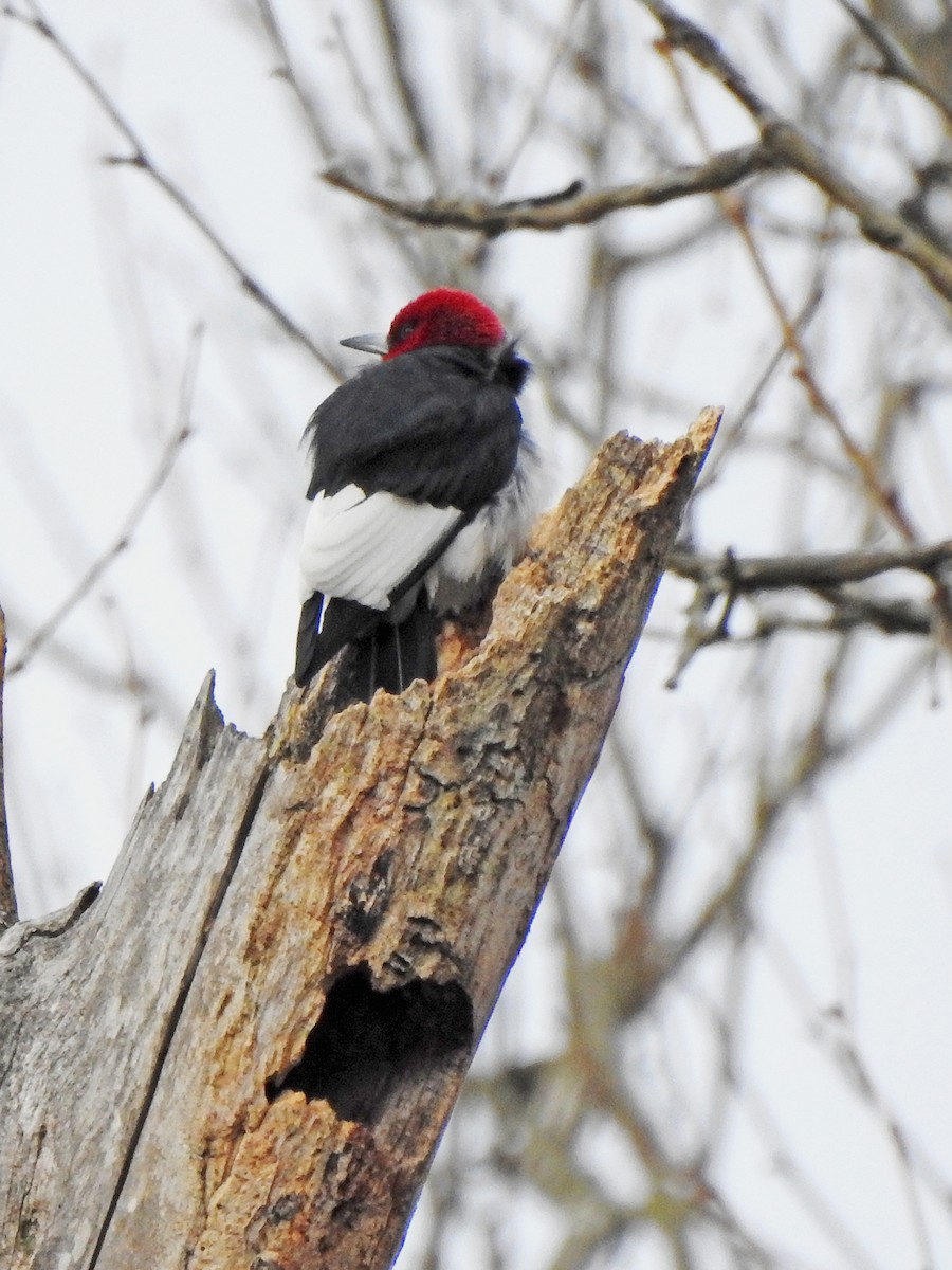 Red-headed Woodpecker - ML617062185