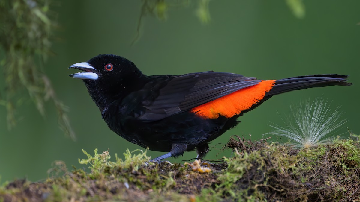 Flame-rumped Tanager - Nina Hale