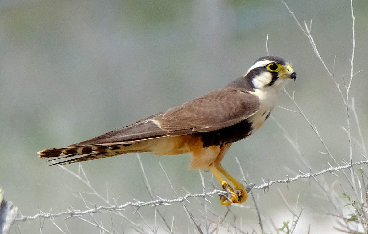 Aplomado Falcon - ML617062212