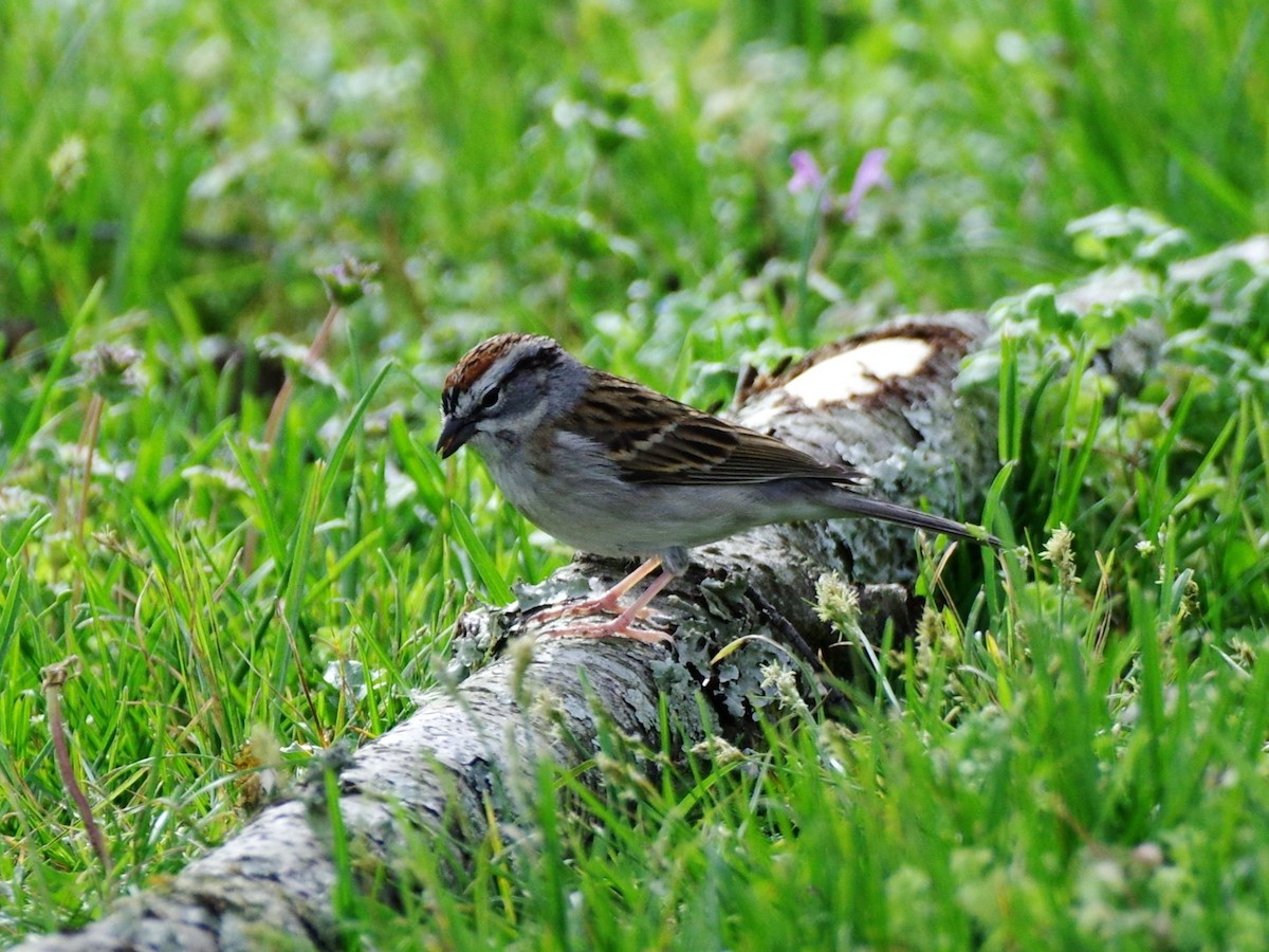 Chipping Sparrow - ML617062282