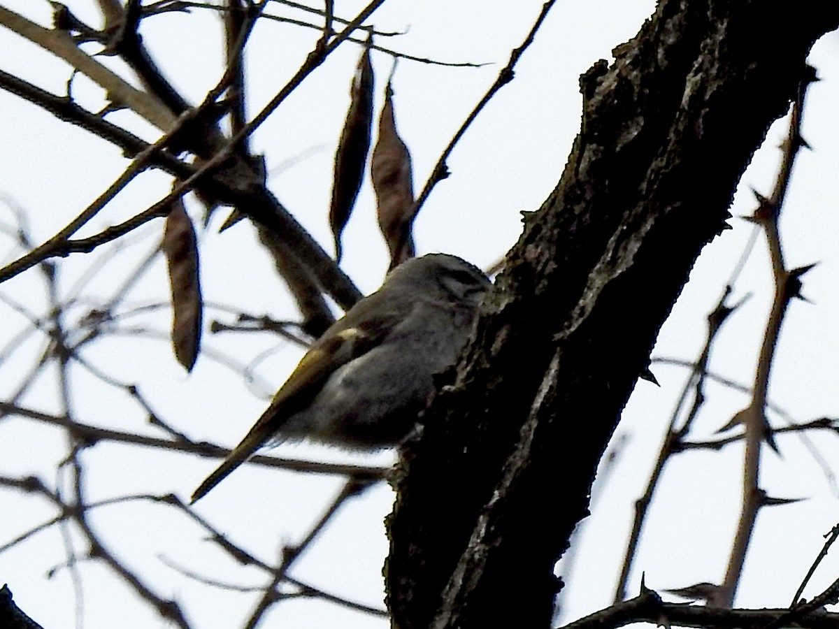 Golden-crowned Kinglet - ML617062284