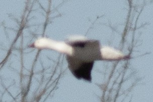 Ross's Goose - ML617062289