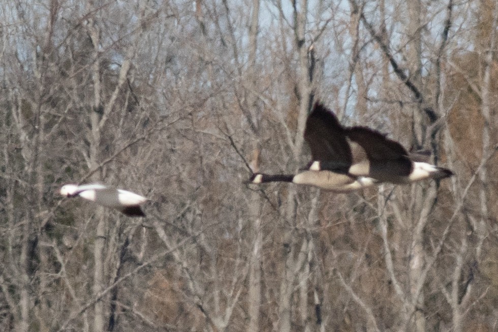 Ross's Goose - ML617062294