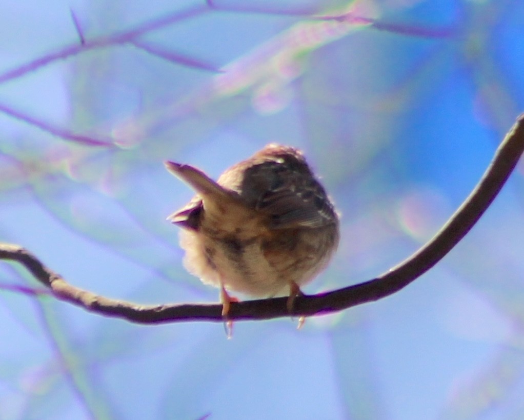 White-throated Sparrow - Amanda Janusz