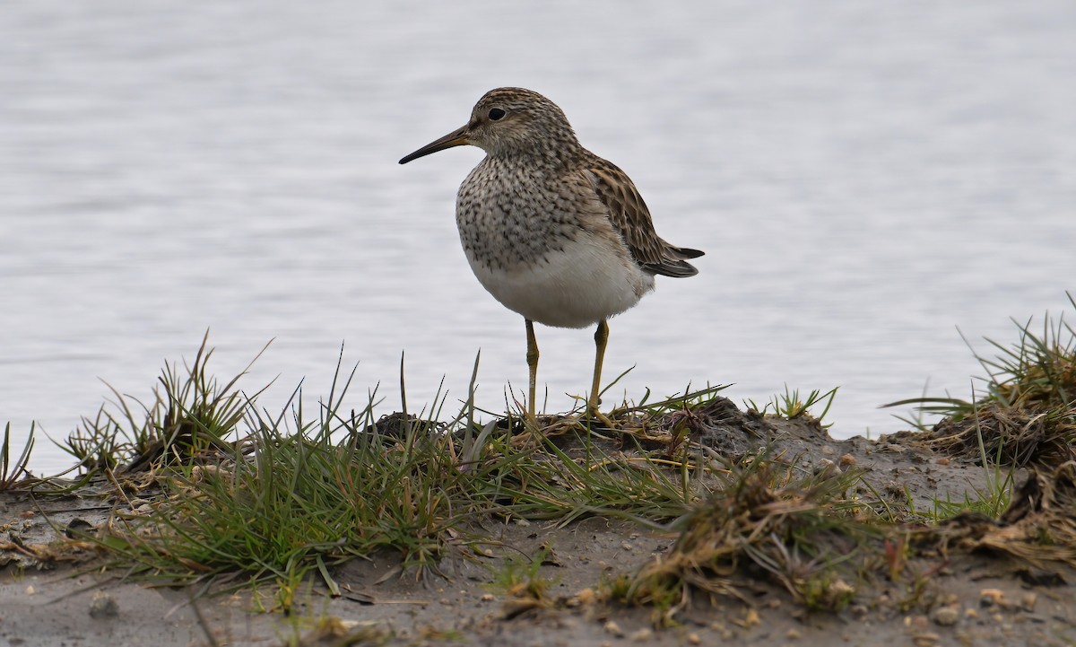 Graubrust-Strandläufer - ML617062353