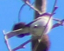 Голубая комароловка - ML617062383