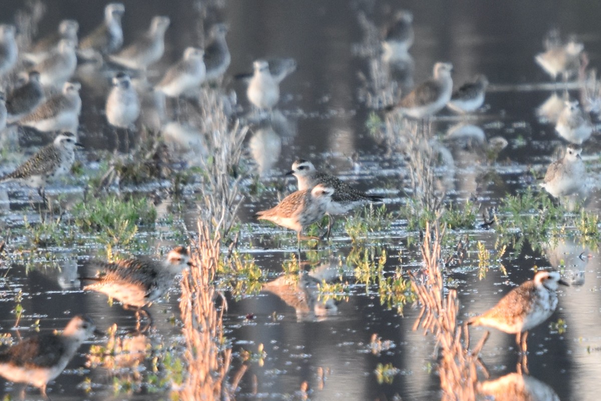 American Golden-Plover - Jon Jenkins