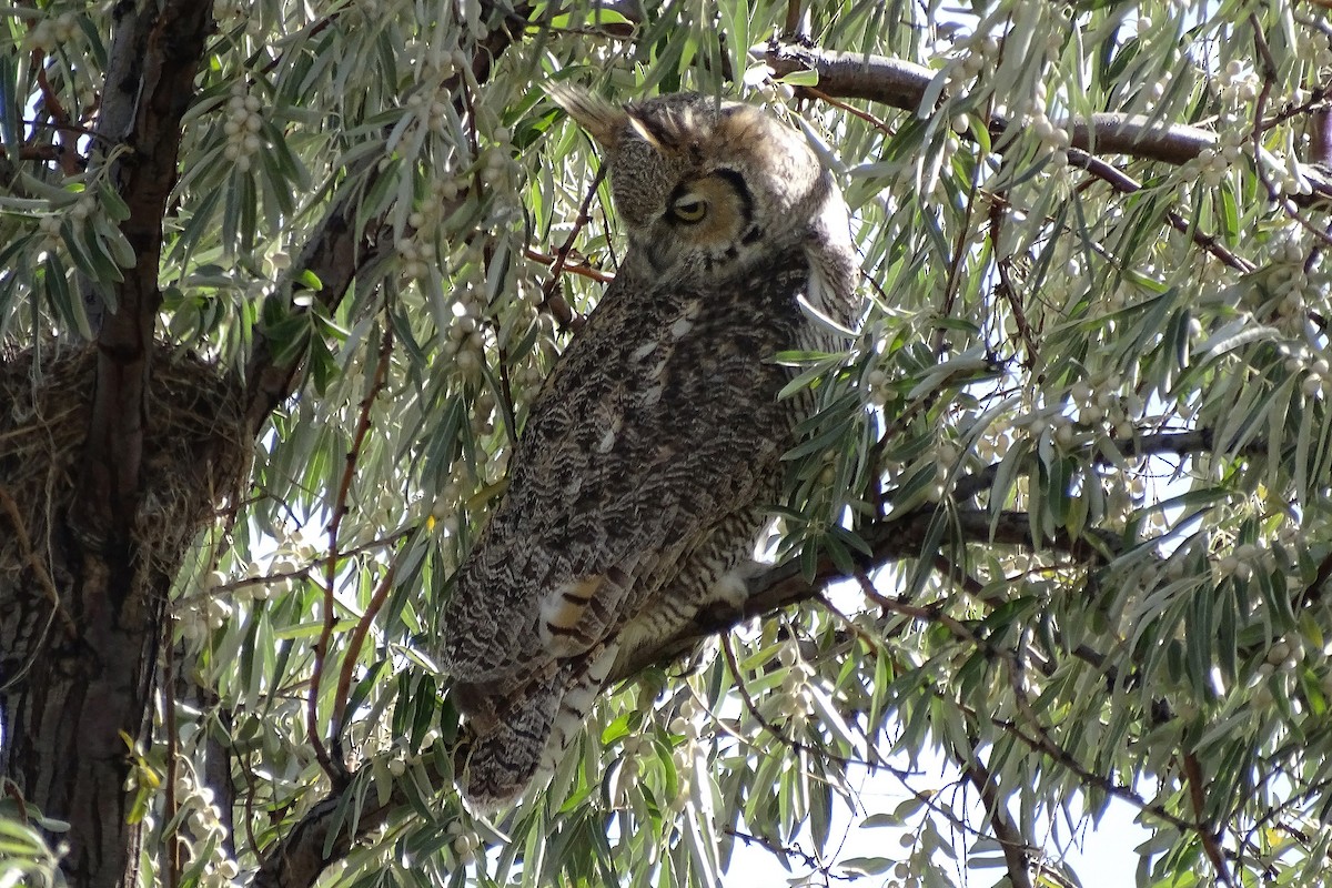 Great Horned Owl - ML617062397