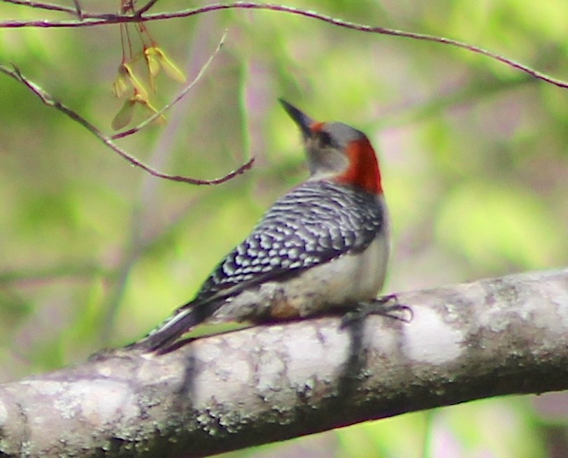 Red-bellied Woodpecker - Amanda Janusz