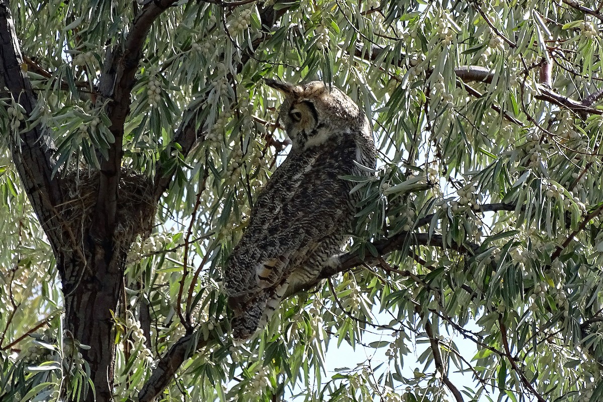 Great Horned Owl - Anne Hay