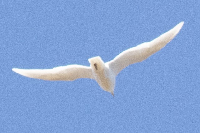 Glaucous Gull - ML617062418