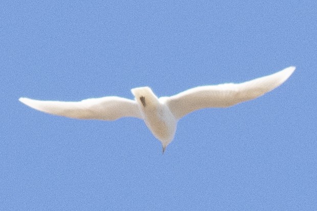 Glaucous Gull - ML617062420