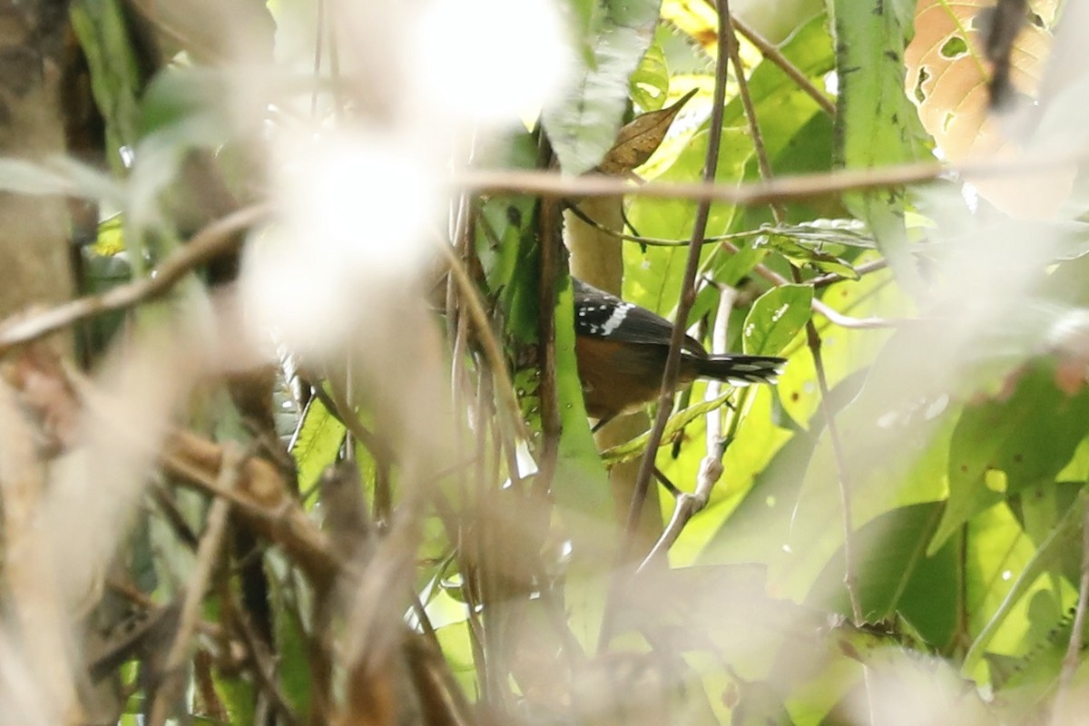 Dot-winged Antwren - Paul Bonfils