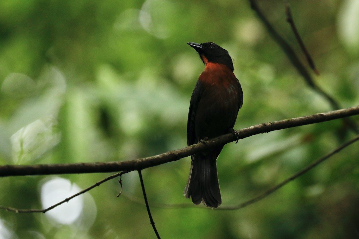 Black-cheeked Ant-Tanager - Paul Bonfils