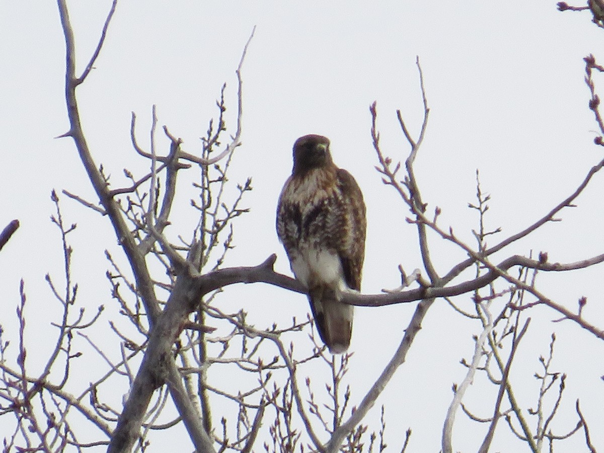 Red-tailed Hawk - ML617062514