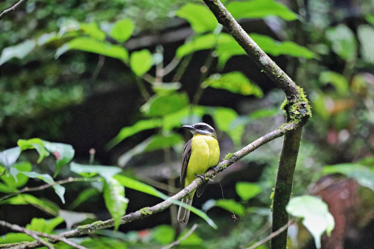 Golden-bellied Flycatcher - ML617062542