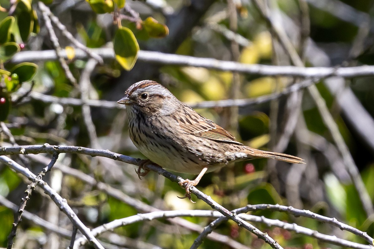 Lincoln's Sparrow - ML617062553