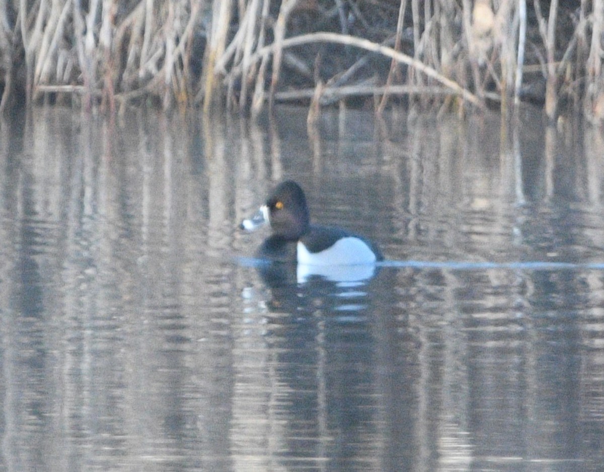 Ring-necked Duck - ML617062554