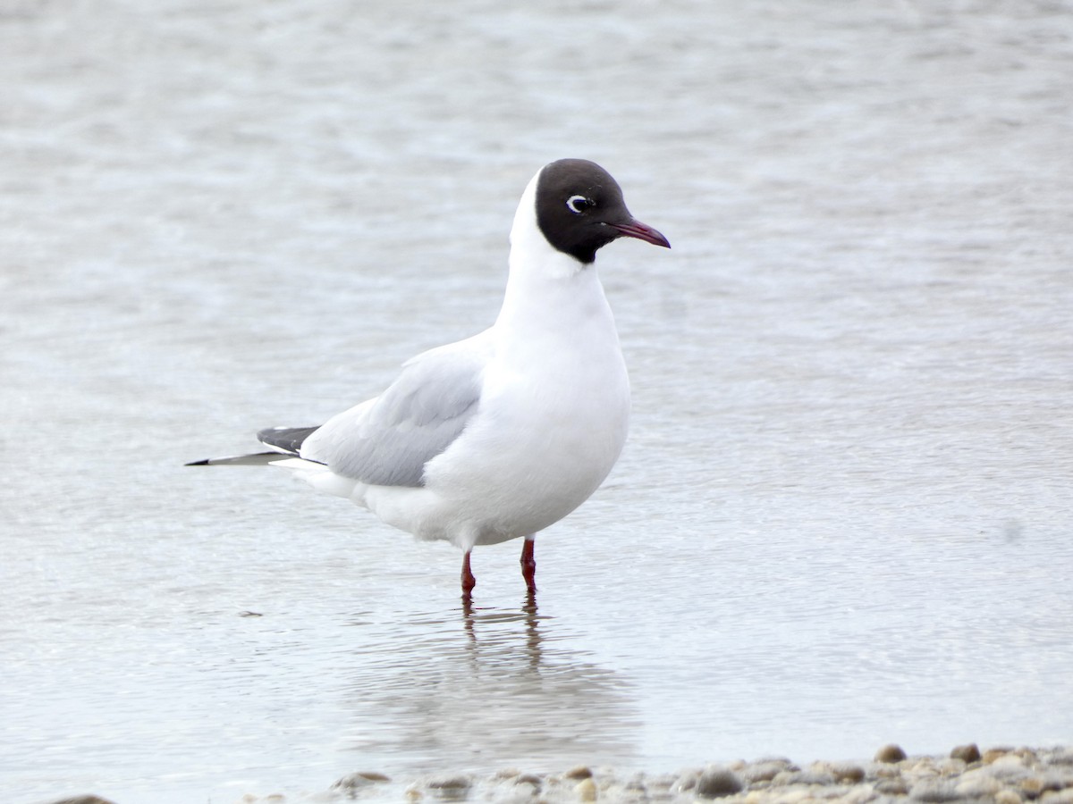 Mouette rieuse - ML617062590