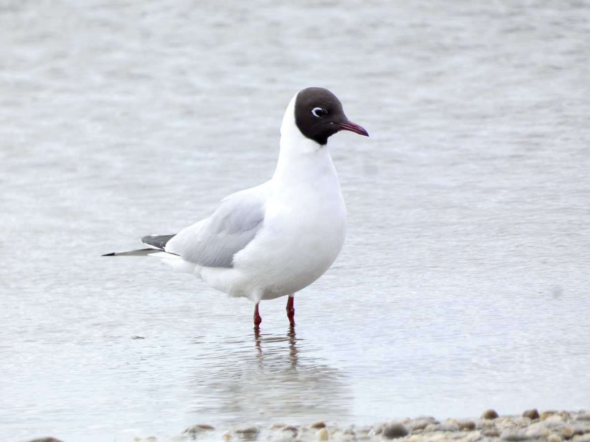 Black-headed Gull - ML617062590