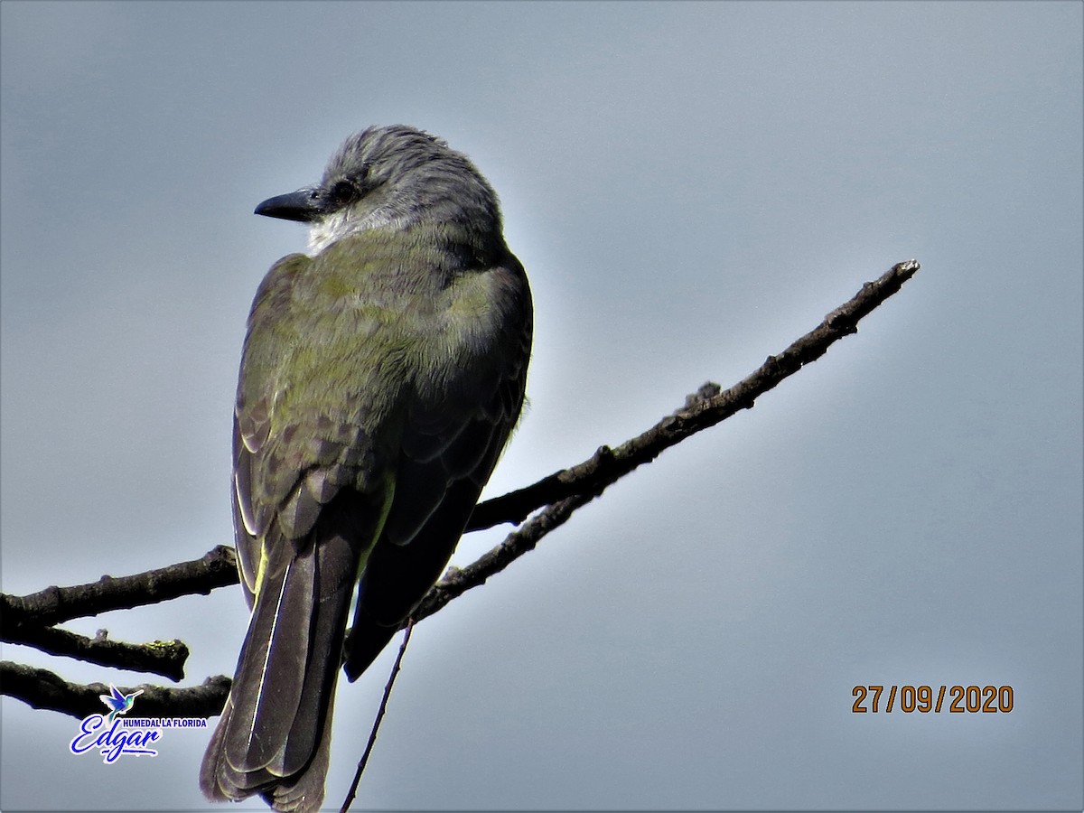 Tropical Kingbird - ML617062606