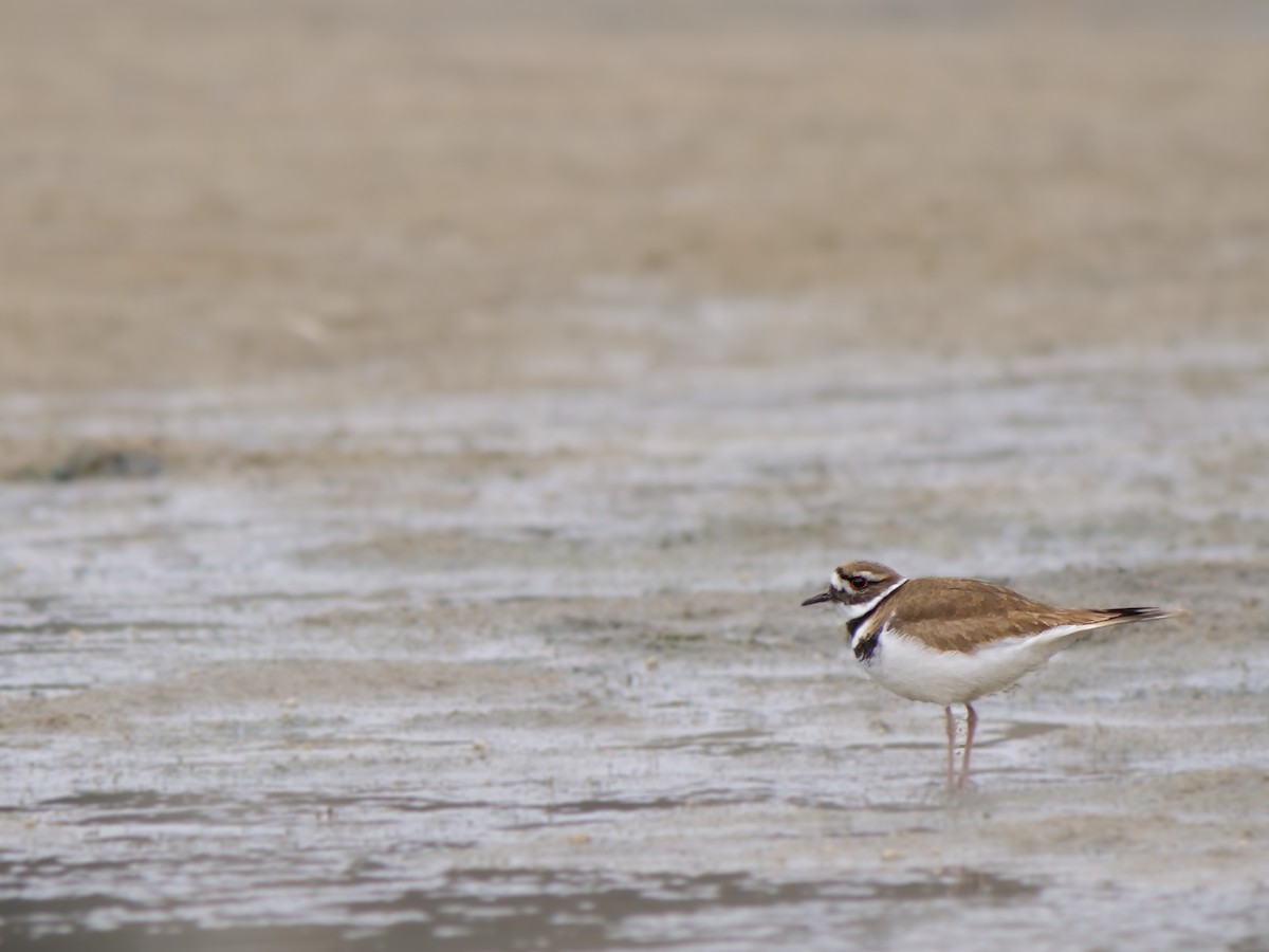 Killdeer - Bob Izumi