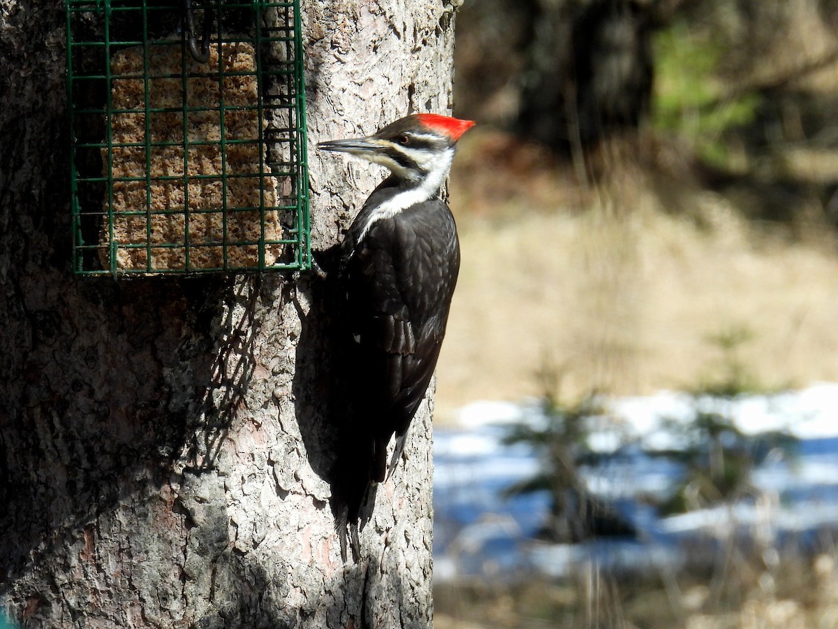 Pileated Woodpecker - ML617062623
