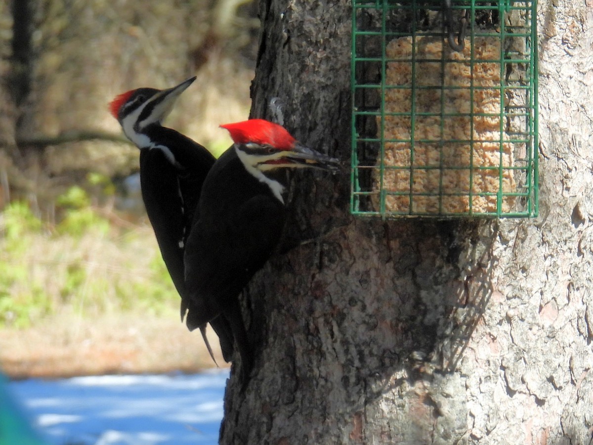 Pileated Woodpecker - ML617062624