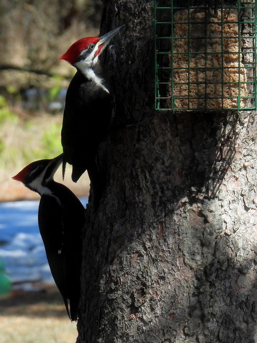 Pileated Woodpecker - ML617062625