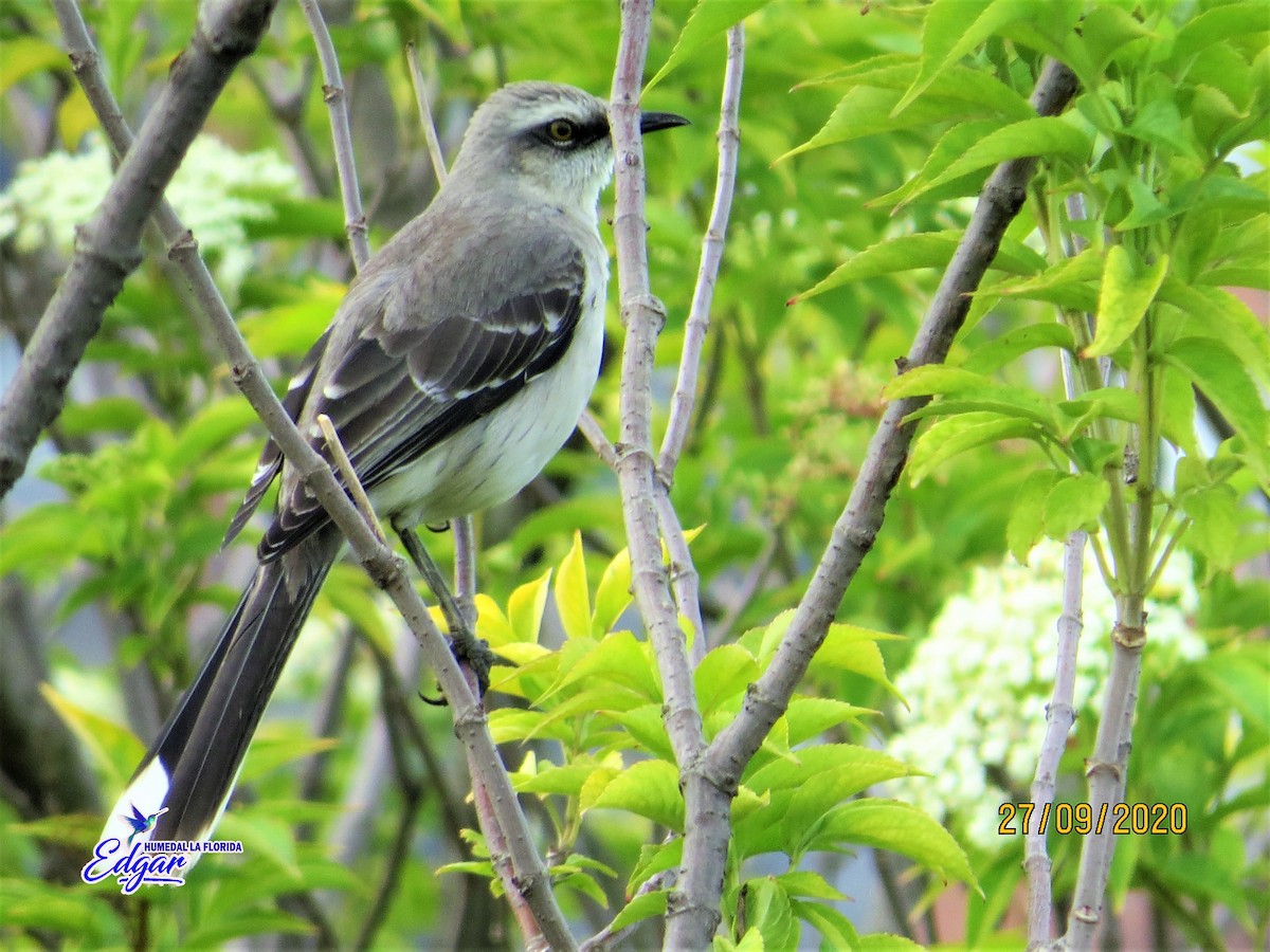 Tropical Mockingbird - Edgar Rodriguez Muñoz