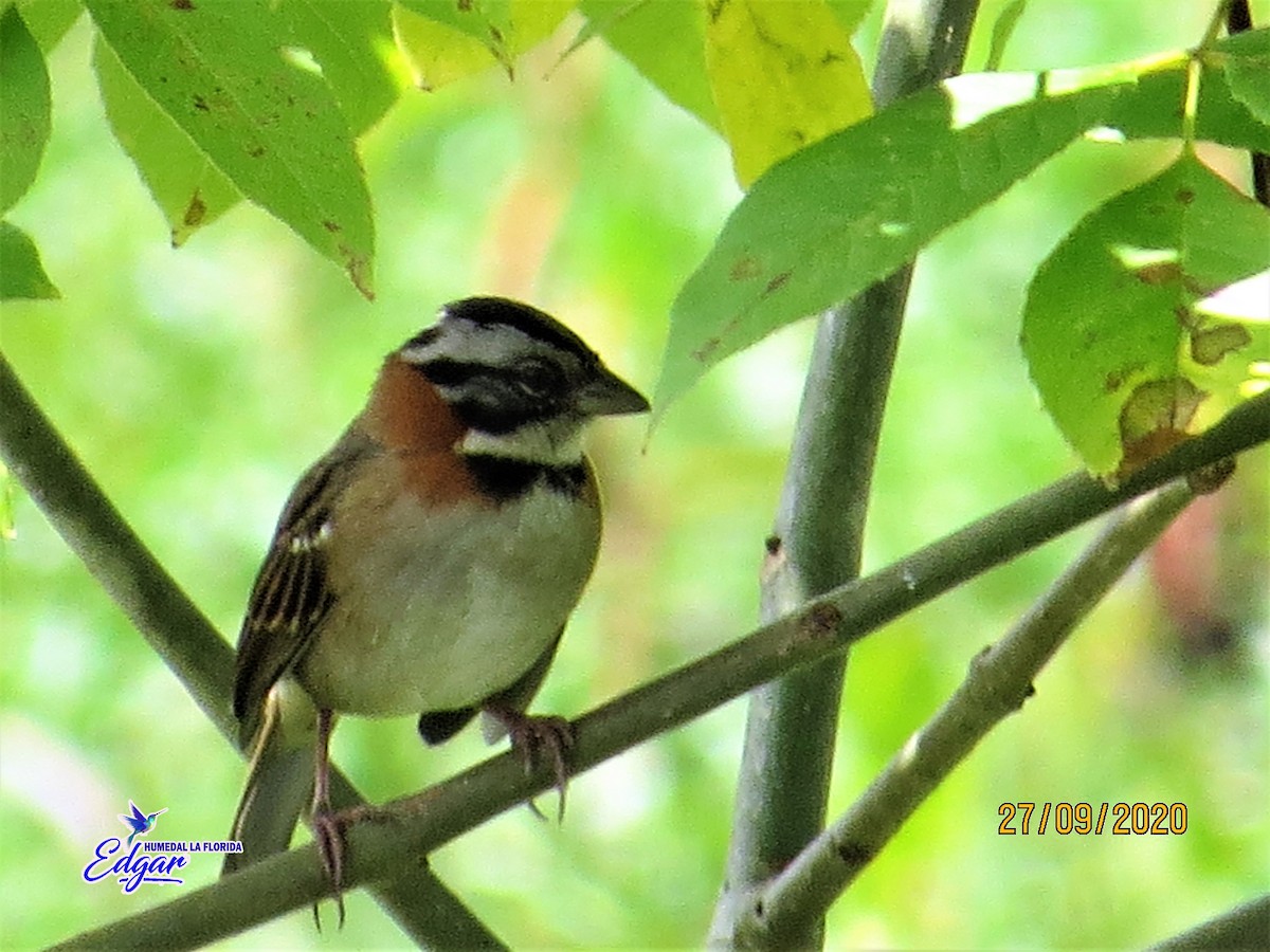 Rufous-collared Sparrow - Edgar Rodriguez Muñoz