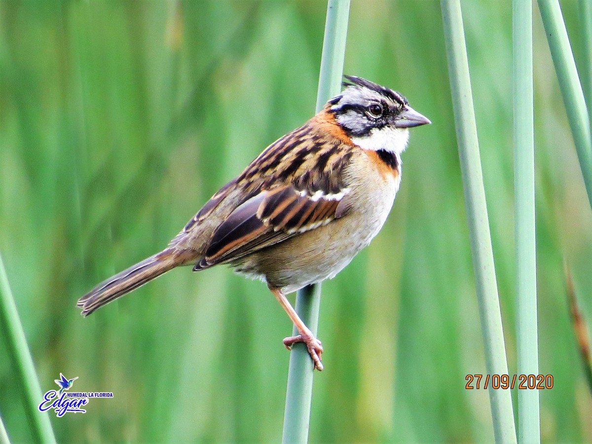 Rufous-collared Sparrow - Edgar Rodriguez Muñoz
