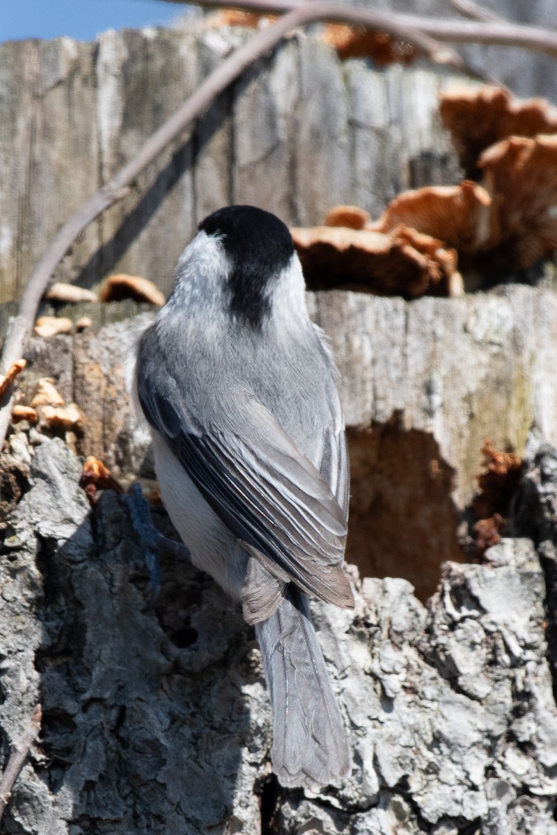 Carolina Chickadee - ML617062707