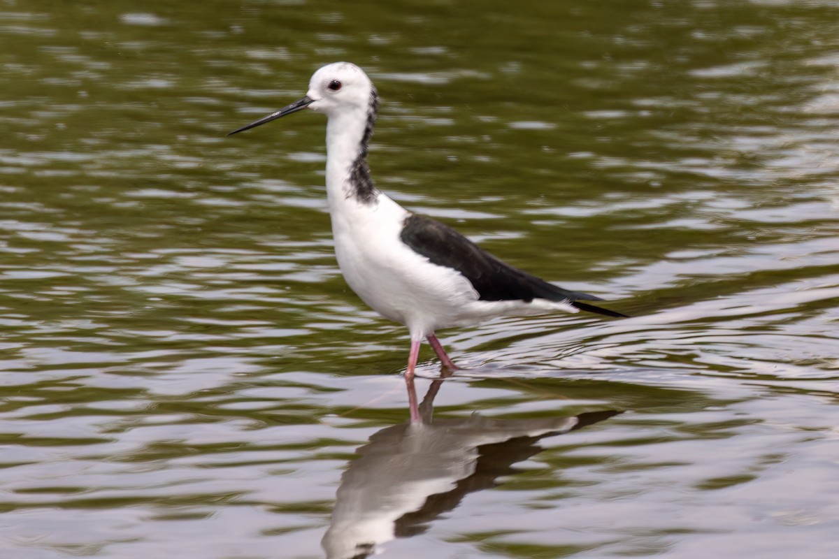 Pied Stilt - ML617062718