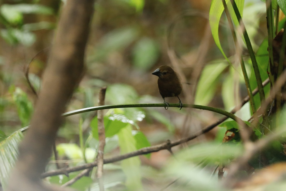 Blue-black Grosbeak - Paul Bonfils